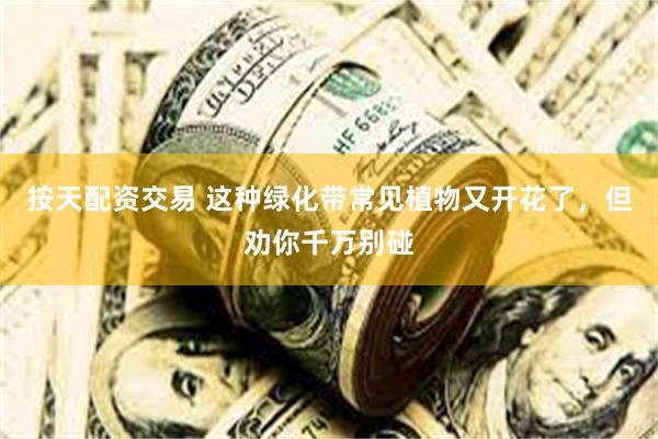 按天配资交易 这种绿化带常见植物又开花了，但劝你千万别碰